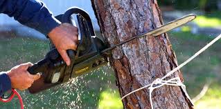 Best Leaf Removal  in Lyons, NJ