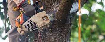 Best Tree Mulching  in Lyons, NJ