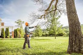 How Our Tree Care Process Works  in  Lyons, NJ