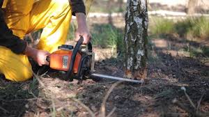  Lyons, NJ Tree Removal Pros