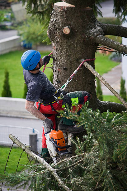 Best Fruit Tree Pruning  in Lyons, NJ