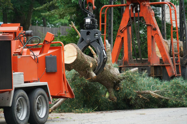 Best Grass Overseeding  in Lyons, NJ