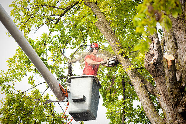 Best Palm Tree Trimming  in Lyons, NJ
