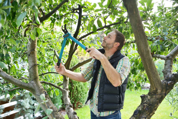 Best Tree Health Inspection  in Lyons, NJ